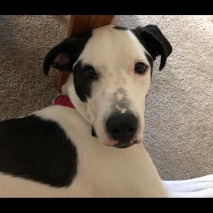 Meet your Posher, Dimino